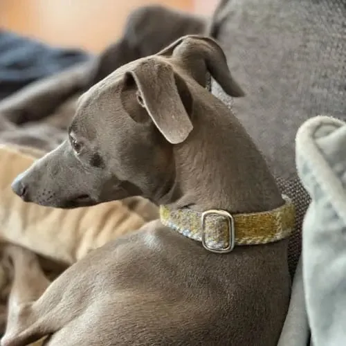 Hundehalsband Willy - Harris Tweed