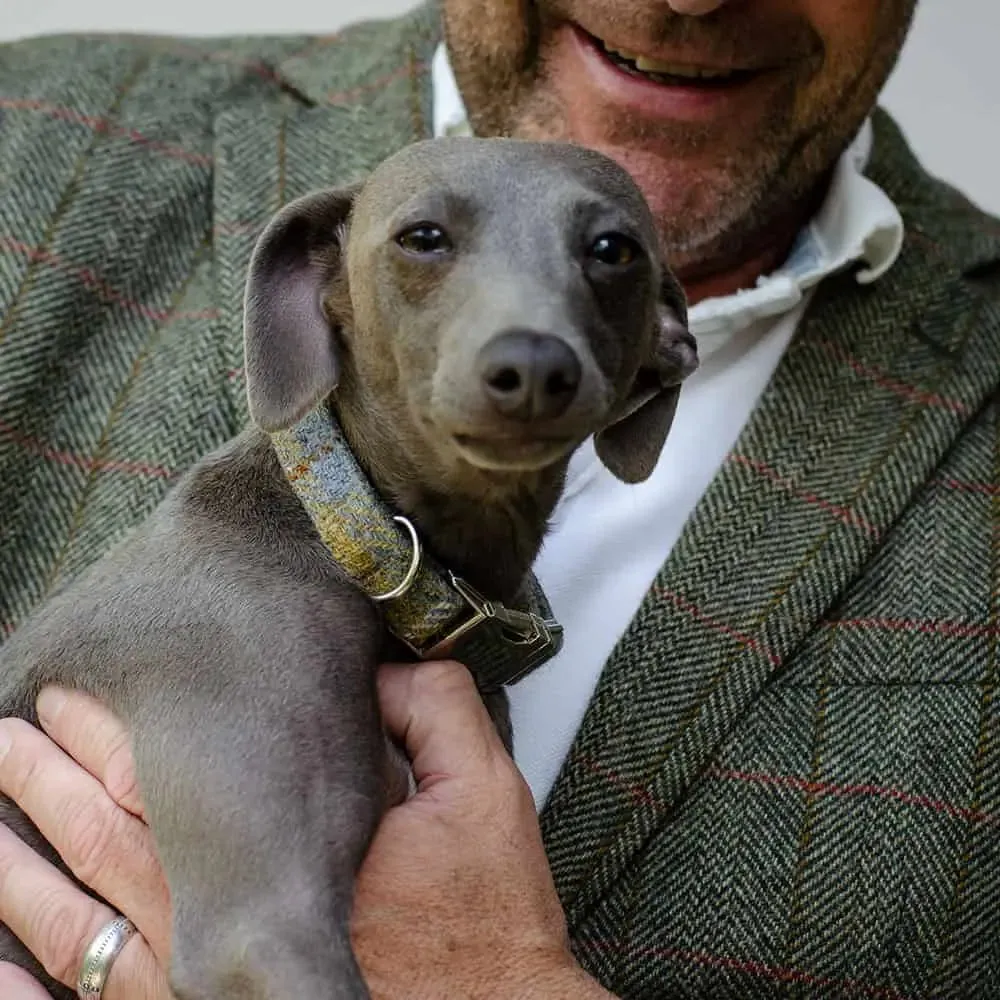 Hundehalsband Willy - Harris Tweed